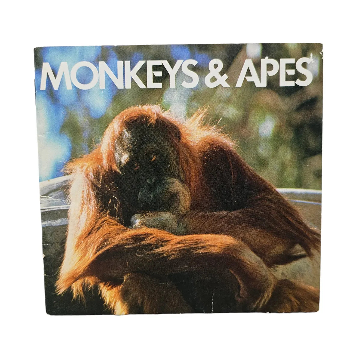 Monkeys & Apes
