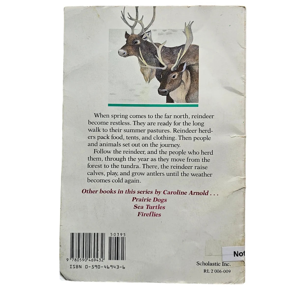 Reindeer